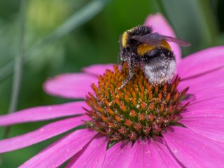 Canon FD Macro 100mm f4