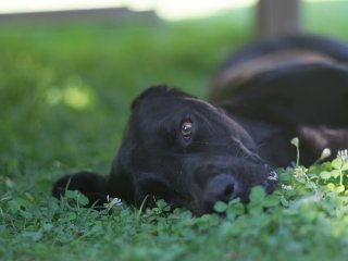 Olympus F.Zuiko Auto-T 70mm f2