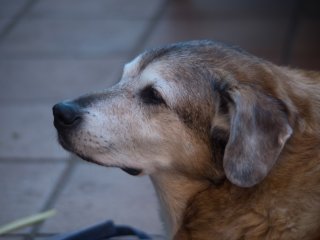 Olympus Auto-Zoom 50-90mm f3.5