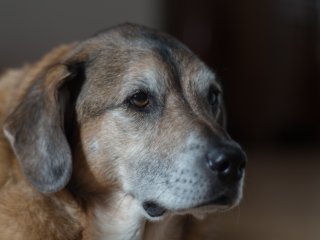 Minolta MC Rokkor PF 58mm f1.4