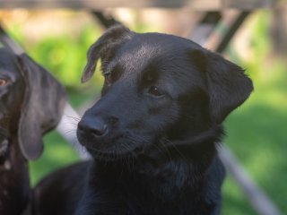 Olympus F.Zuiko Auto-T 70mm f2