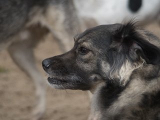 Olympus Auto-Zoom 50-90mm f3.5