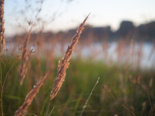 Olympus F.Zuiko Auto-S 38mm f1.8