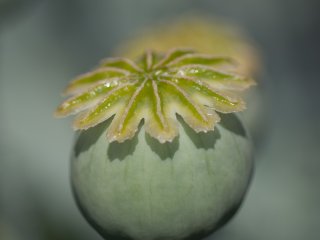 Olympus Zuiko Auto-Macro 135mm f4.5