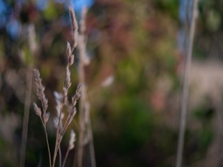 Olympus F.Zuiko Auto-S 38mm f1.8