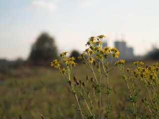 Olympus S.Zuiko Auto-Zoom 35-70mm f4