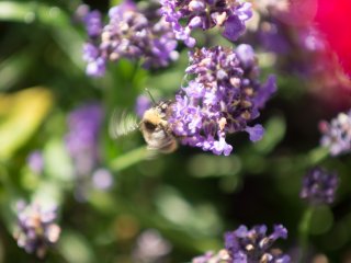Vivitar Macro Focusing Zoom 70-150mm f3.8