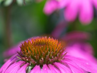 Canon FD Macro 100mm f4