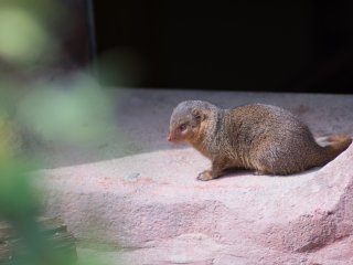 Pentacon 300mm f4