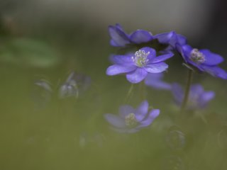 Minolta MD Zoom 70-210mm f4