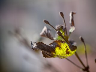 Tamron SP 90mm f2.5 52BB