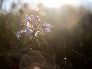 Olympus F.Zuiko Auto-S 38mm f1.8