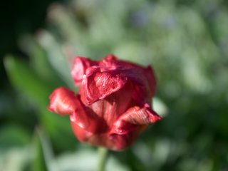 Tokina AT-X 28-85mm f3.5-4.5