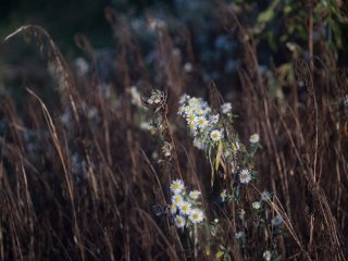 Olympus Auto-Zoom 50-90mm f3.5