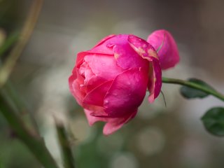 Nikon Nikkor AI-S 85mm f2