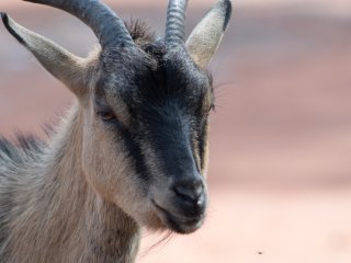 Pentacon 300mm f4