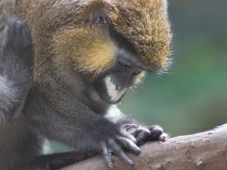 Pentacon 300mm f4