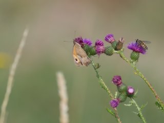 Canon FD 300mm f5.6 S.S.C.