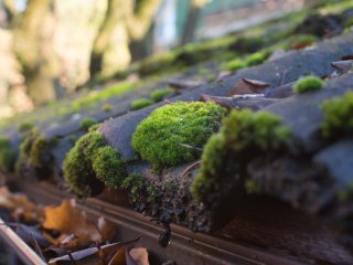 Vivitar Series 1 28mm f1.9