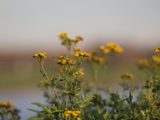 Tokina Tele-Auto 135mm f2.8