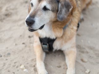 Nikon Lens Series E 50mm f1.8