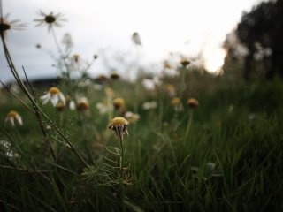 Soligor C/D Wide-Auto 20mm f2.8