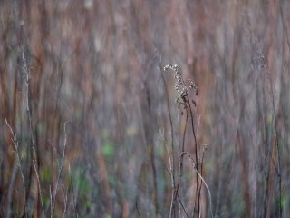 Olympus Auto-Zoom 50-90mm f3.5