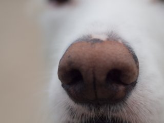 Hazels Nase