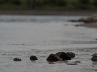 Porst Tele Auto 135mm f3.5