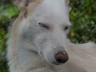Minolta MD 200mm f4