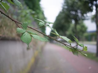 Asahi Super-Takumar 35mm f3.5
